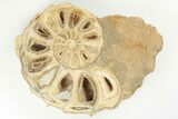 Cut/Polished Fossil Ammonite (Calycoceras) - Texas #198200-2